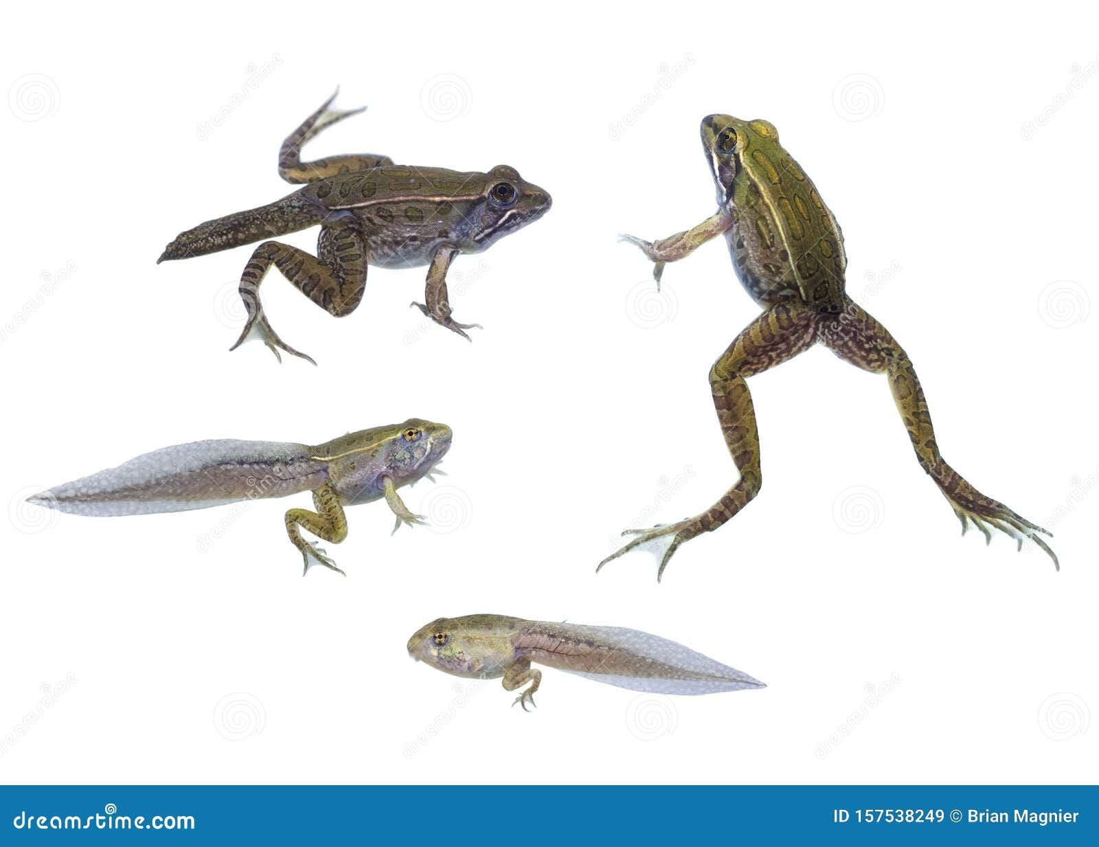 Life Cycle Of Tadpole Life Cycle Of Tadpole