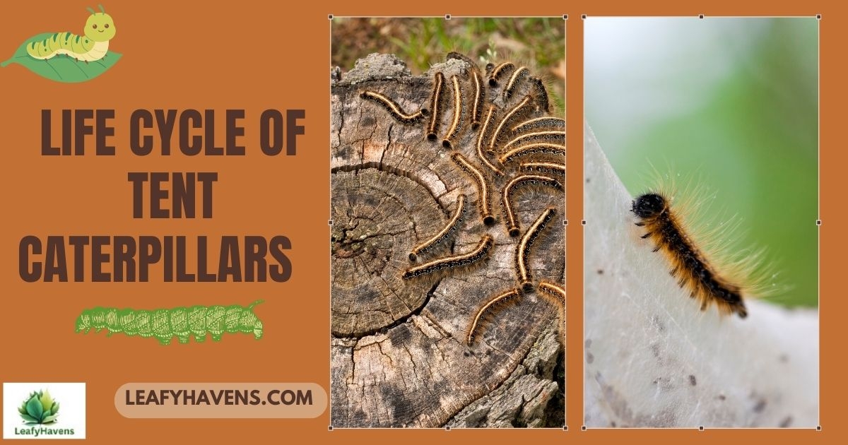 Life Cycle Of Tent Caterpillars Control Methods Life Cycle Of Tent Caterpillars Control Methods