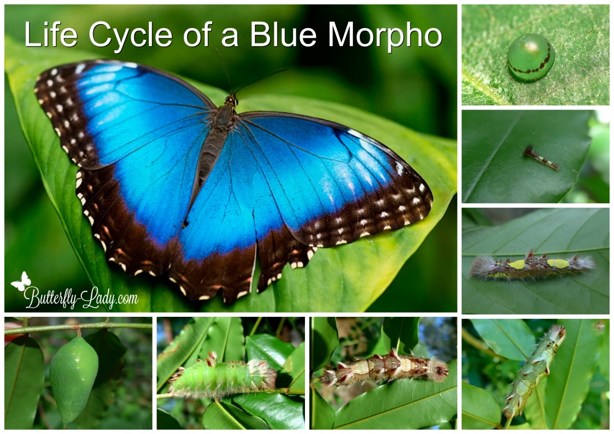 Life Cycle Of The Blue Morpho Butterfly Butterfly Lady Life Cycle Of The Blue Morpho Butterfly Butterfly Lady