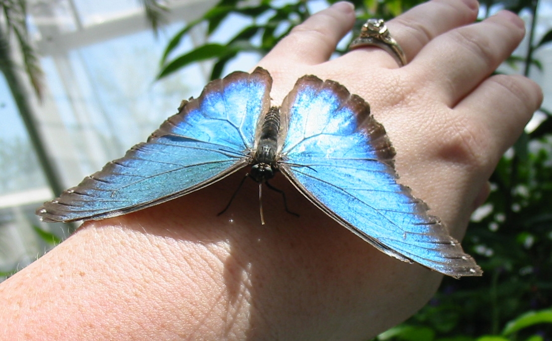 Life Cycle Of The Blue Morpho Butterfly Butterfly Lady 45 OFF Life Cycle Of The Blue Morpho Butterfly Butterfly Lady 45 OFF