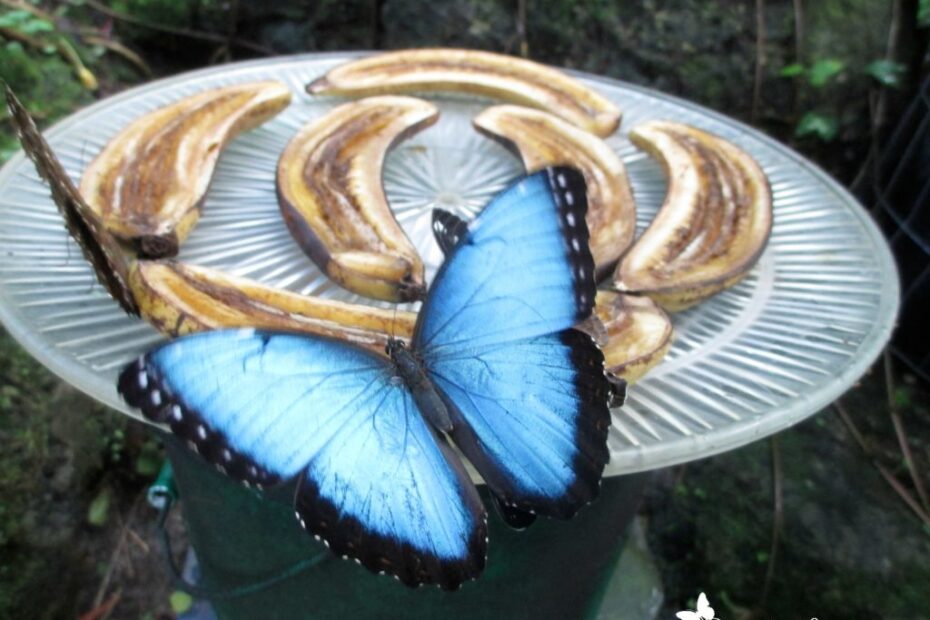 Life Cycle Of The Blue Morpho Butterfly Butterfly Lady