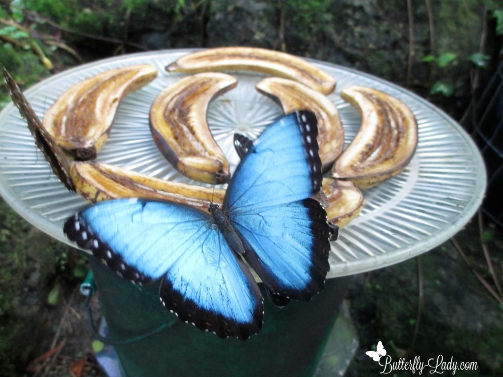 Life Cycle Of The Blue Morpho Butterfly Butterfly Lady Life Cycle Of The Blue Morpho Butterfly Butterfly Lady