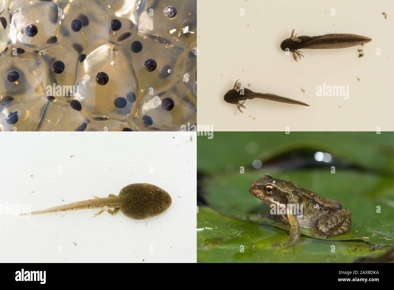 Life Cycle Of The Common Frog Rana Temoraria Showing Stages Of Life Cycle Of The Common Frog Rana Temoraria Showing Stages Of