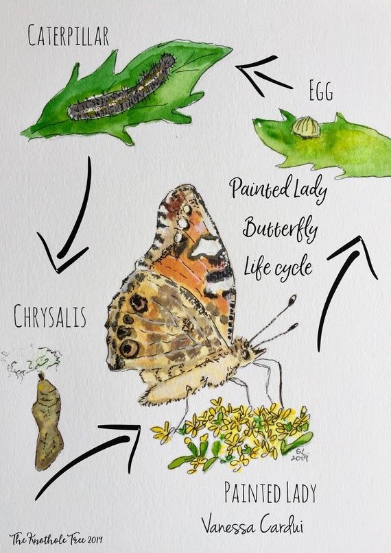 Life Cycle Painted Lady Butterfly Printable View Painting Life Cycle Painted Lady Butterfly Printable View Painting