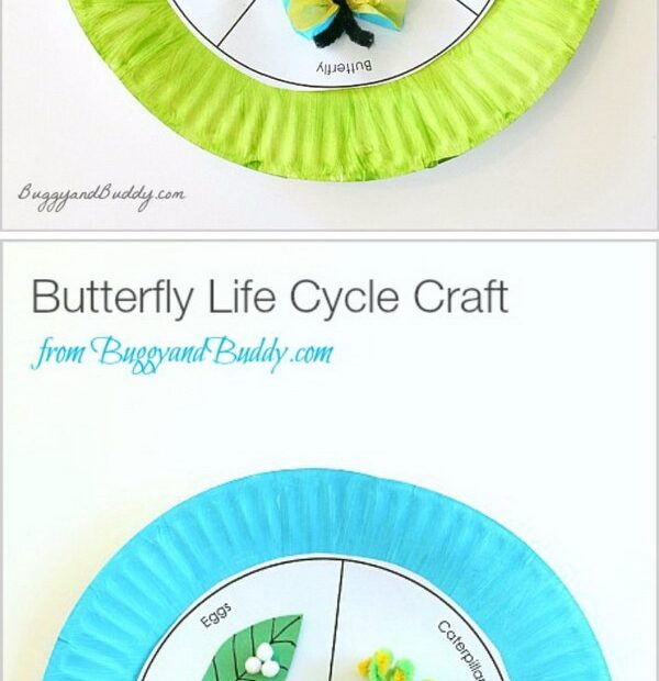 Life Cycle Projects For Kids