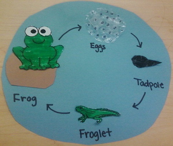 Life Cycle Projects For Kids