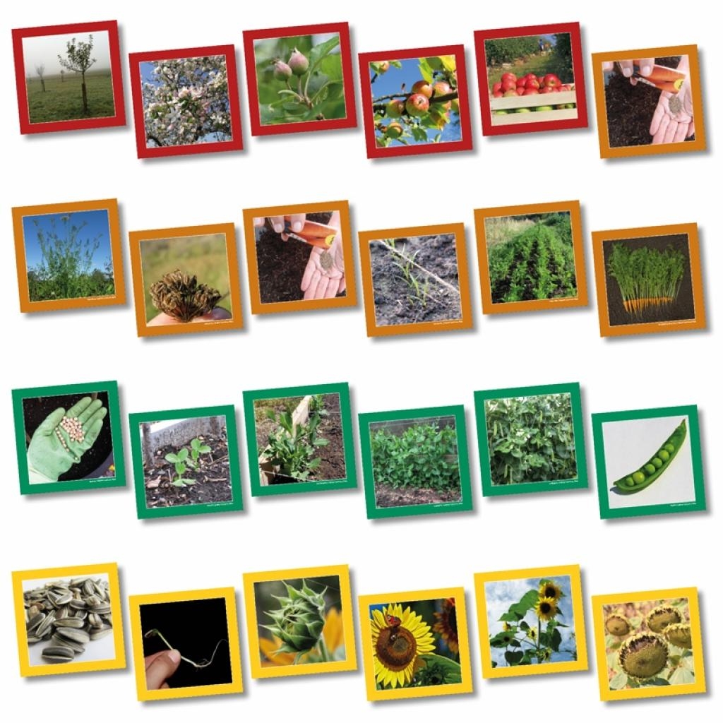 Life Cycle Sequencing Cards Wildgoose Education Life Cycle Sequencing Cards Wildgoose Education