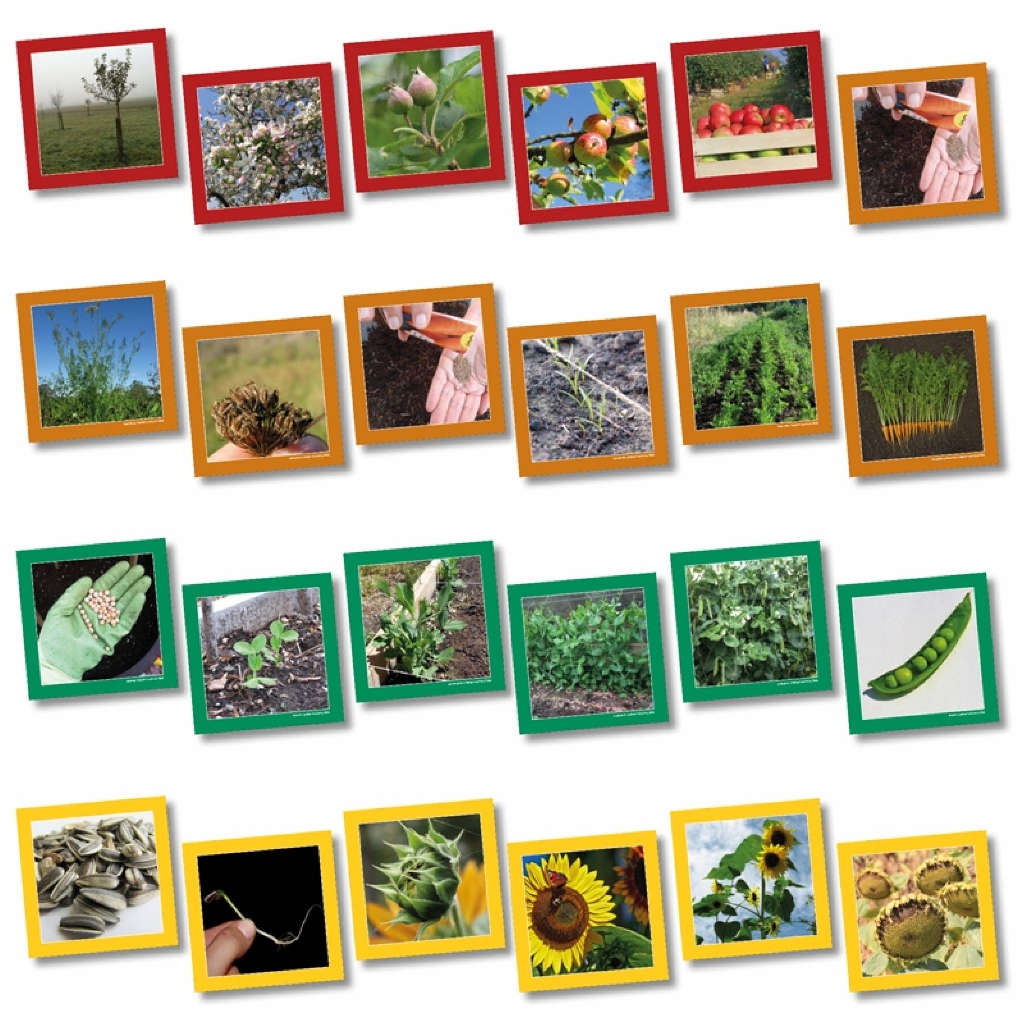 Life Cycle Sequencing Cards Wildgoose Education Life Cycle Sequencing Cards Wildgoose Education