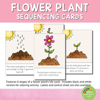 Plant Life Cycle Sequencing Cards Plant Life Cycle Sequencing Cards