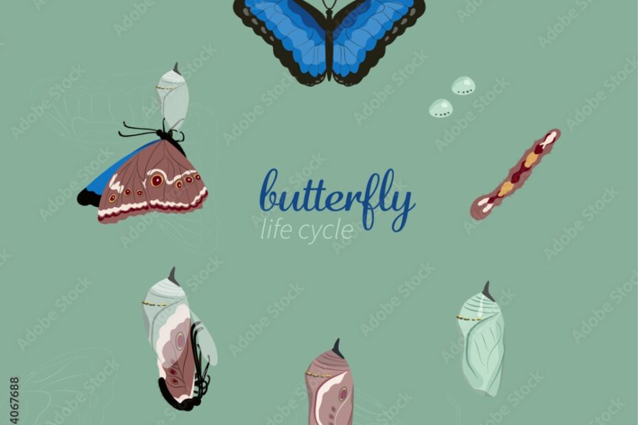 Life Cycle Stages Of Butterfly Stock Vector Adobe Stock