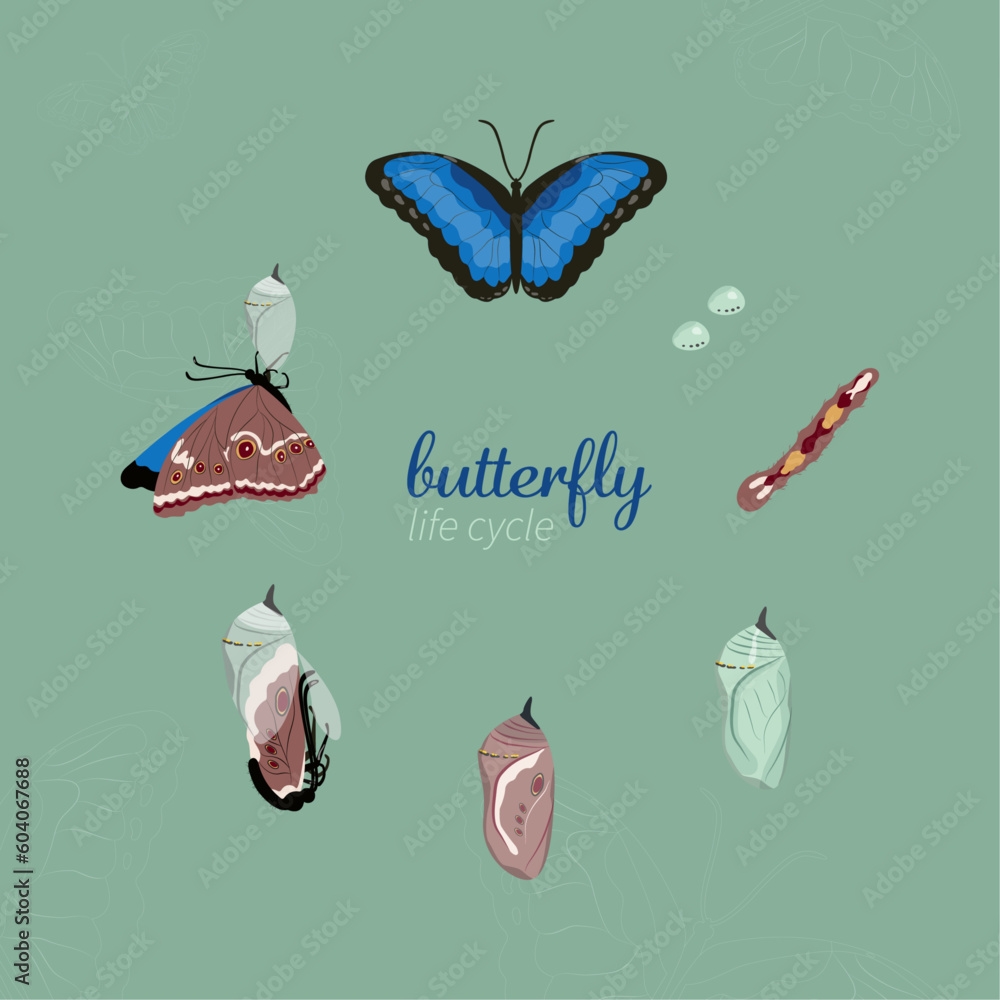 Life Cycle Stages Of Butterfly Stock Vector Adobe Stock Life Cycle Stages Of Butterfly Stock Vector Adobe Stock