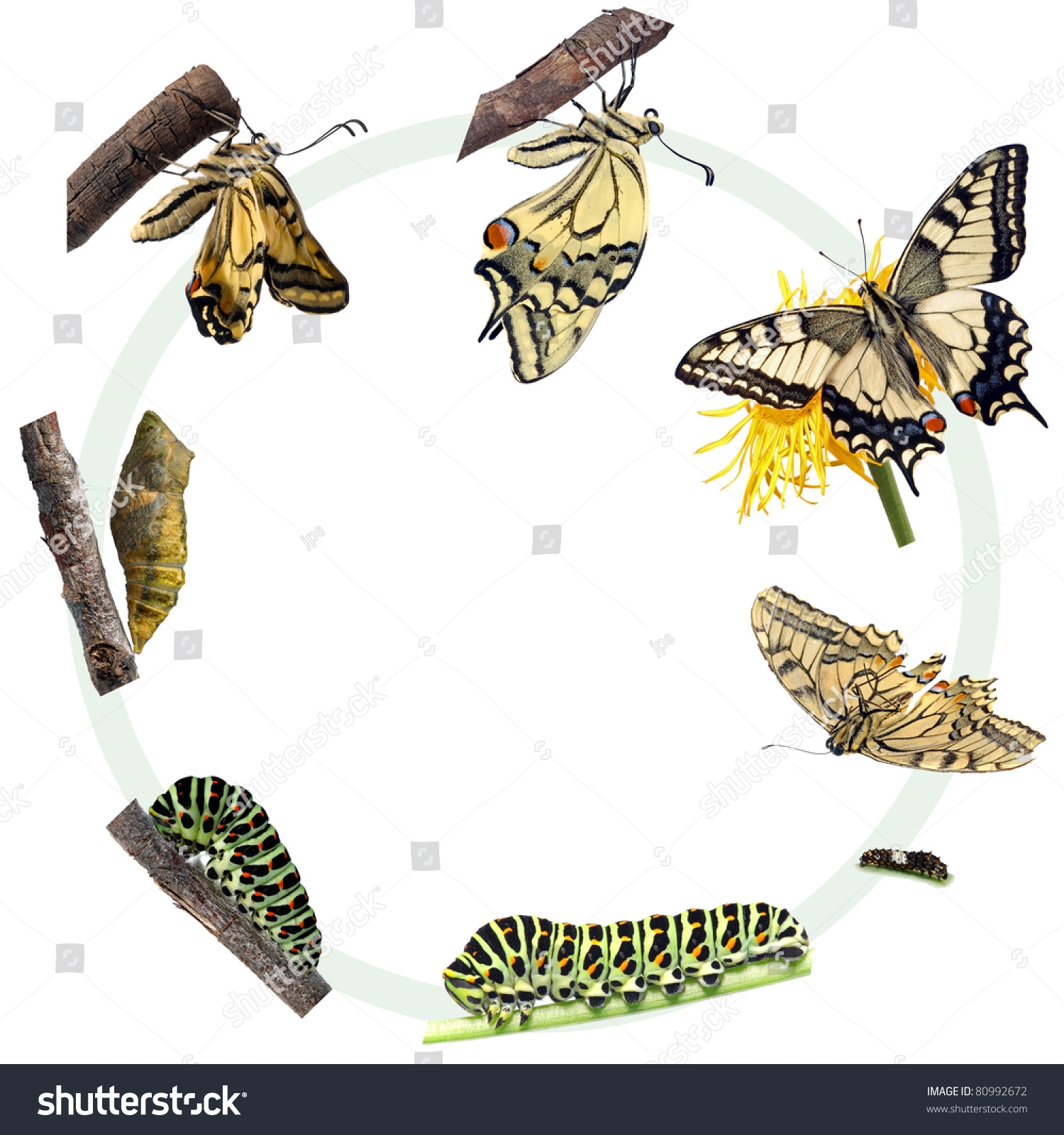 Swallowtail Butterfly Life Cycle Swallowtail Butterfly Life Cycle