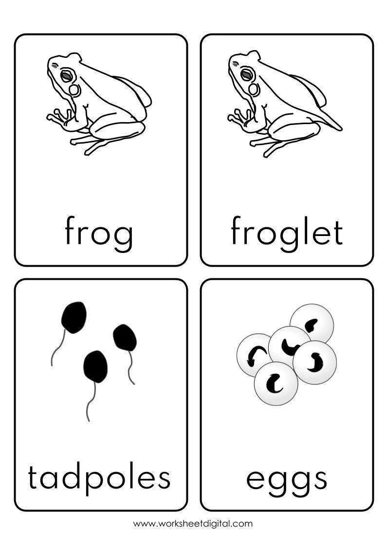 cut and paste frog worksheets cut and paste frog worksheets