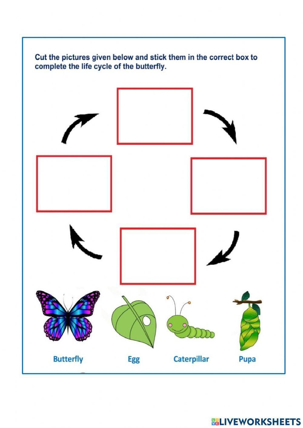 Life Cycles Worksheets Printables PrimaryLearning Org Worksheets 