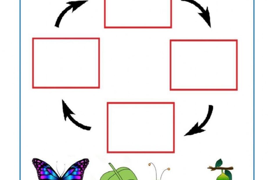 Life Cycles Worksheets Printables PrimaryLearning Org Worksheets