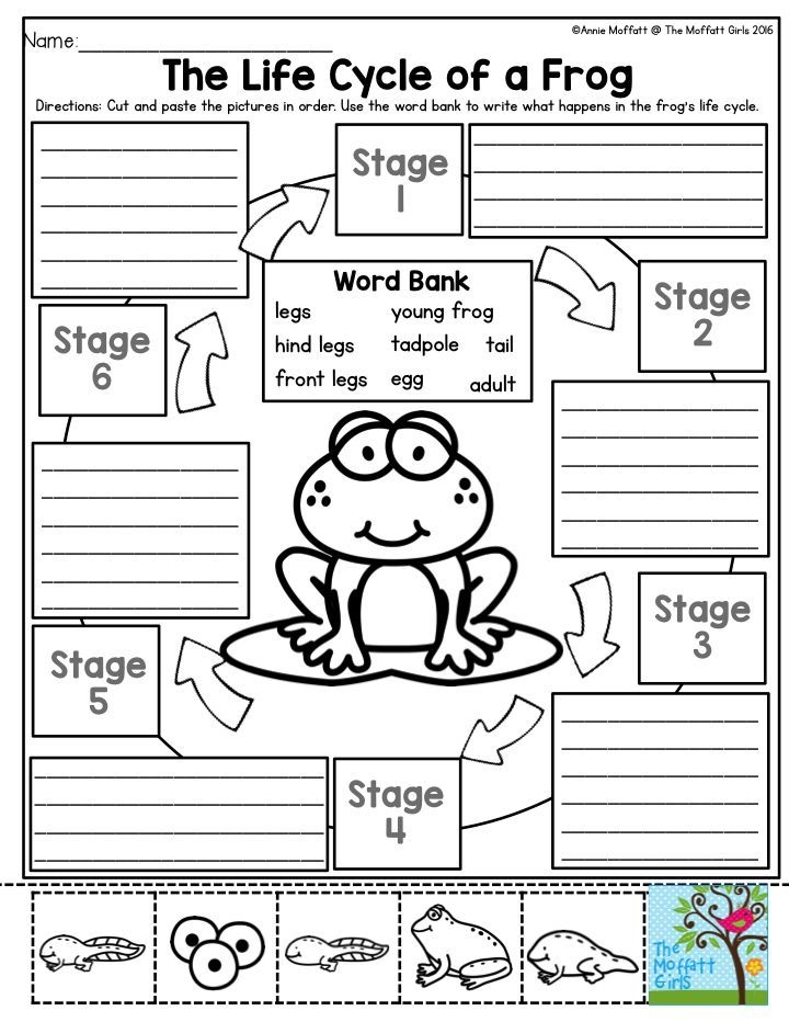 Life Cycle Worksheets for 2nd Grade Life Cycle Worksheets for 2nd Grade