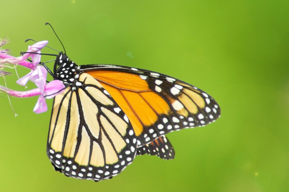 Life Span Of A Monarch Butterfly Seller UK Cottonwoodcampbighorn