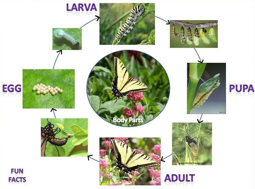 Lifecycle Of A Butterfly John MacRoy 39 s Butterflies