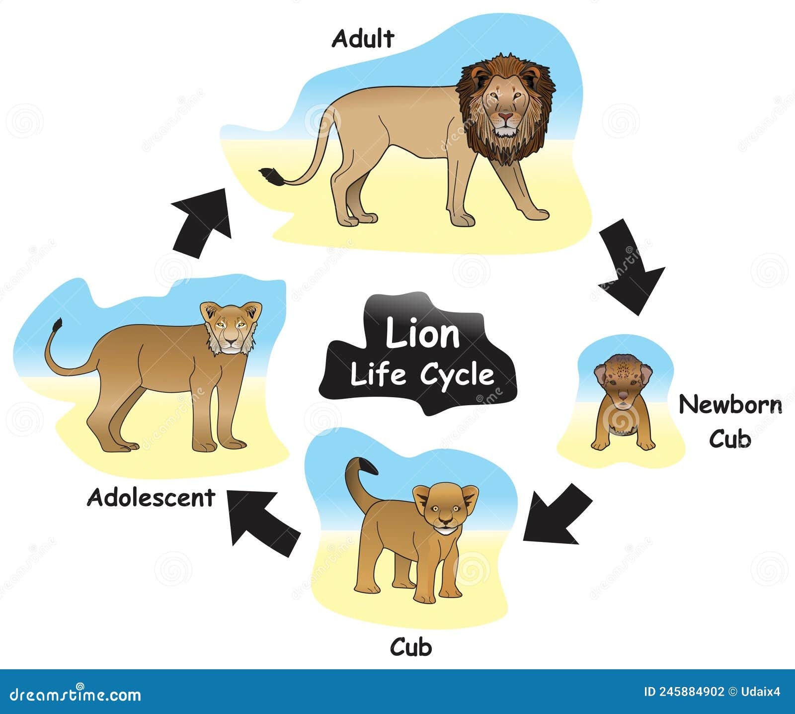 Lion Life Cycle Diagram Lion Life Cycle Diagram