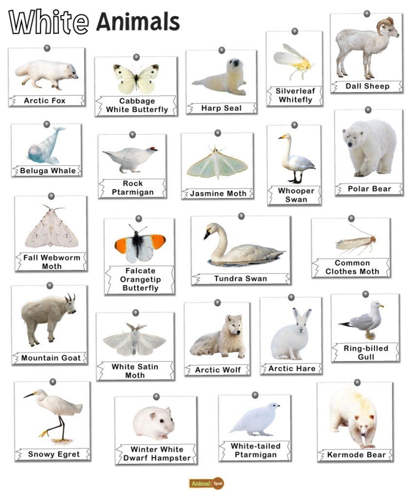 List Of Animals That Live In Alaska And Its State Animals Photos List Of Animals That Live In Alaska And Its State Animals Photos