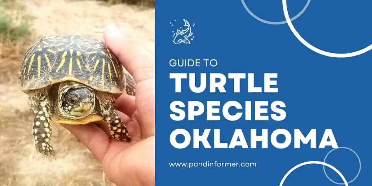 List Of Turtle Species In Oklahoma 2023 ID Pics Pond Informer List Of Turtle Species In Oklahoma 2023 ID Pics Pond Informer