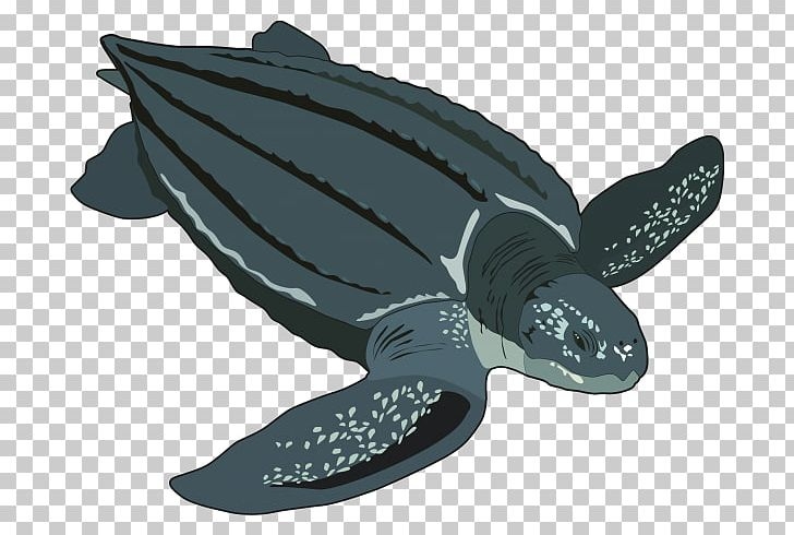 Loggerhead Sea Turtle Leatherback Sea Turtle Jellyfish Hawksbill Sea