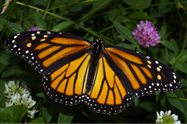 Long Live The Monarch An Ambassador For Nature UCSC Science Notes