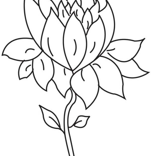 Lotus Flower Coloring Pages Printable