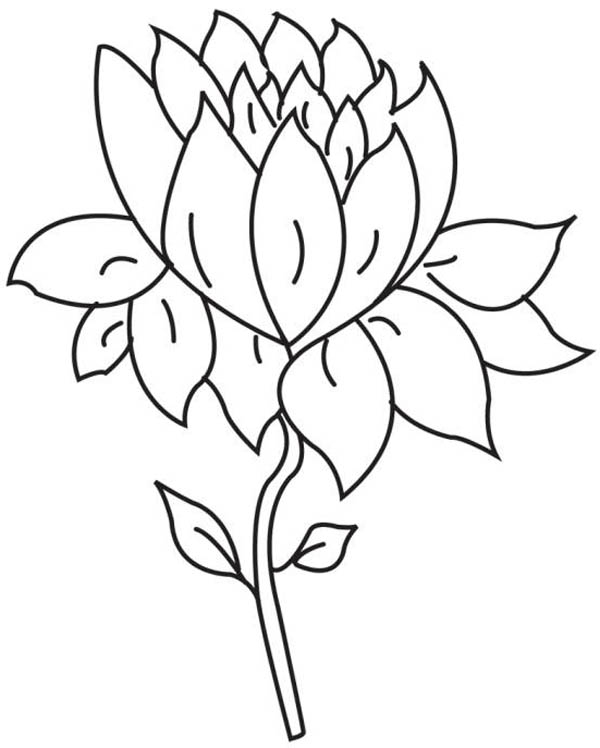 Lotus Flower Coloring Pages Printable Lotus Flower Coloring Pages Printable