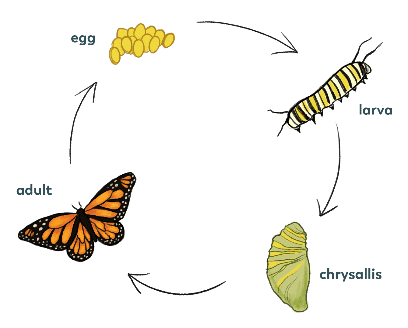 Life Cycle of Buttlefly Life Cycle of Buttlefly