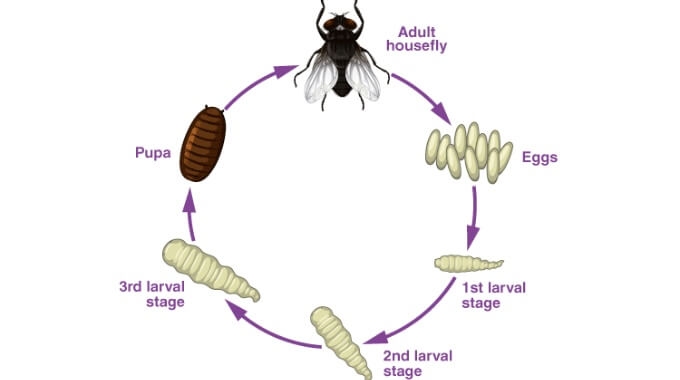 Maggots Definition Life Cycle Images Maggots Definition Life Cycle Images