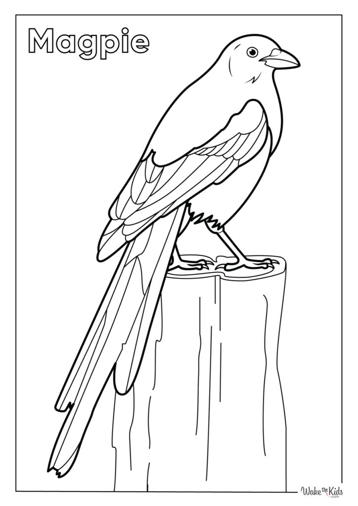 Magpie Coloring Pages Free Printable PDFs WakeTheKids Magpie Coloring Pages Free Printable PDFs WakeTheKids