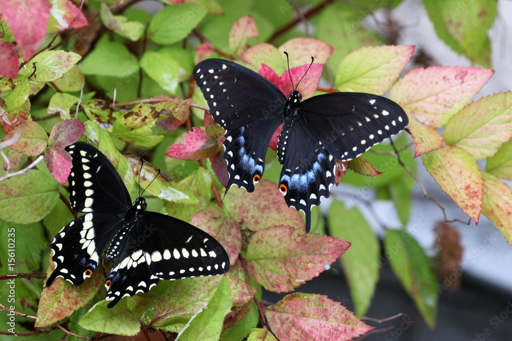 male vs female black swallowtail male vs female black swallowtail