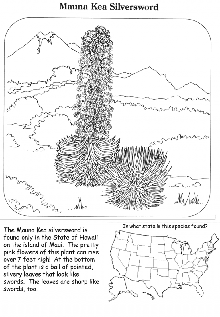 Mauna Kea Silversword Coloring Page ColouringPages Mauna Kea Silversword Coloring Page ColouringPages