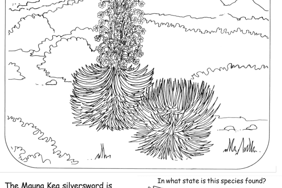 Mauna Kea Silversword Coloring Page ColouringPages