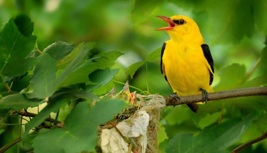 Meet The 10 Most Beautiful Yellow Animals In The World IMP WORLD