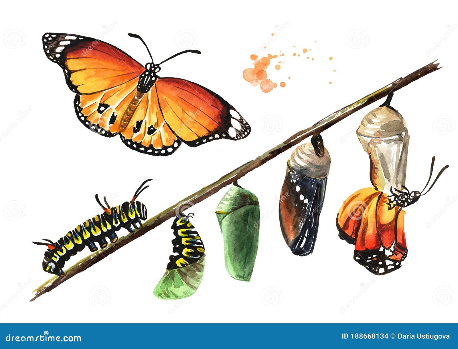 caterpillar stages of development caterpillar stages of development