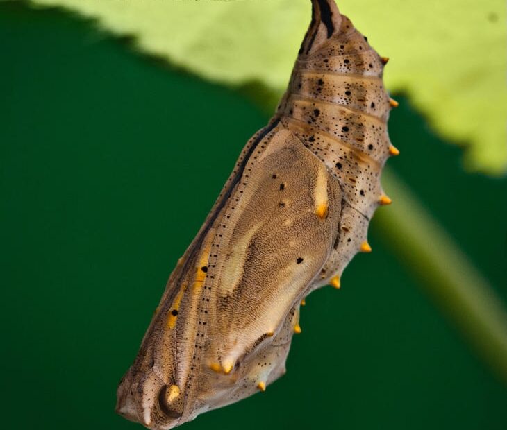 Metamorphosis Painted Lady Chrysalis By Sarahorsomeone On DeviantArt