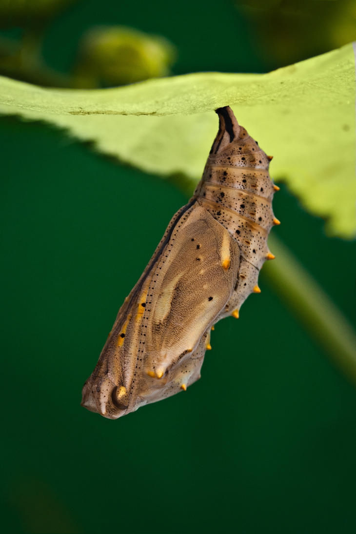 Metamorphosis Painted Lady Chrysalis By Sarahorsomeone On DeviantArt Metamorphosis Painted Lady Chrysalis By Sarahorsomeone On DeviantArt