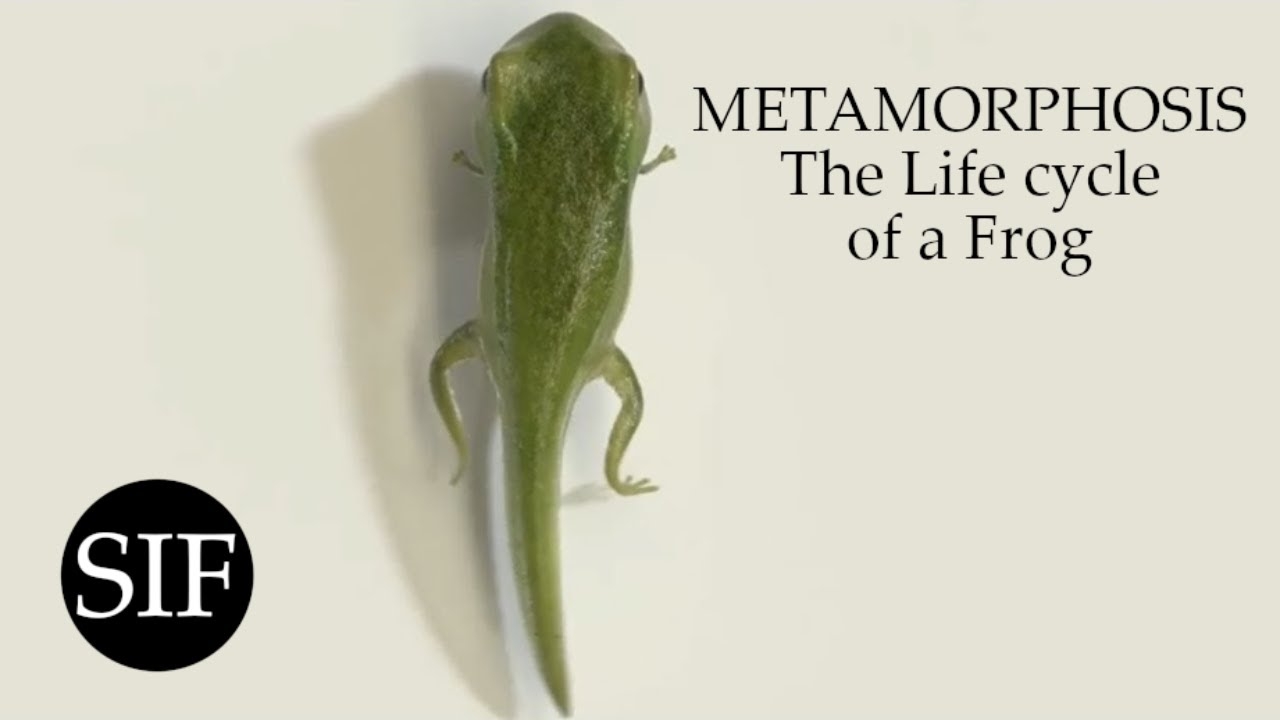 METAMORPHOSIS The Life Cycle Of A Frog YouTube METAMORPHOSIS The Life Cycle Of A Frog YouTube