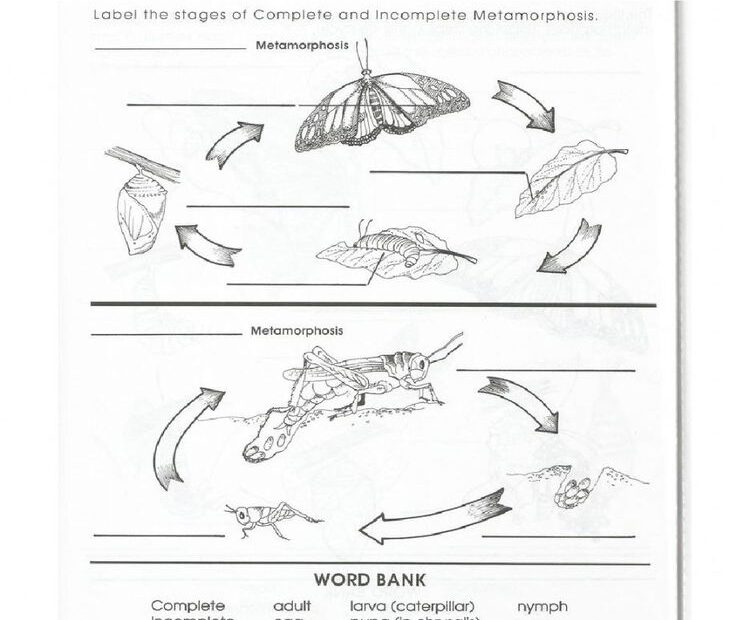 Metamorphosis Worksheets 5th Grade Metamorphosis 5th Grades Worksheets