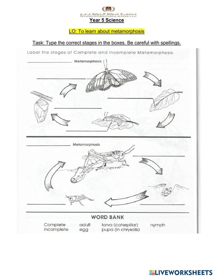 Metamorphosis Worksheets 5th Grade Metamorphosis 5th Grades Worksheets Metamorphosis Worksheets 5th Grade Metamorphosis 5th Grades Worksheets