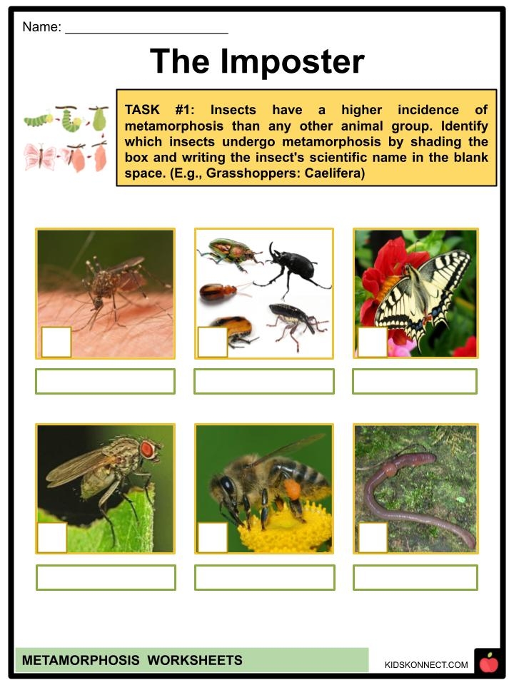 frog metamorphosis worksheets frog metamorphosis worksheets