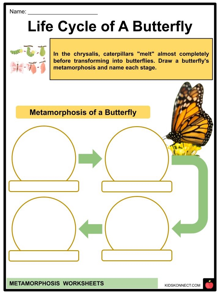 Metamorphosis Worksheets Definition Types Examples Worksheets Library Metamorphosis Worksheets Definition Types Examples Worksheets Library