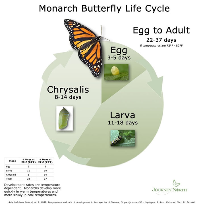 monarch larvae growth time monarch larvae growth time