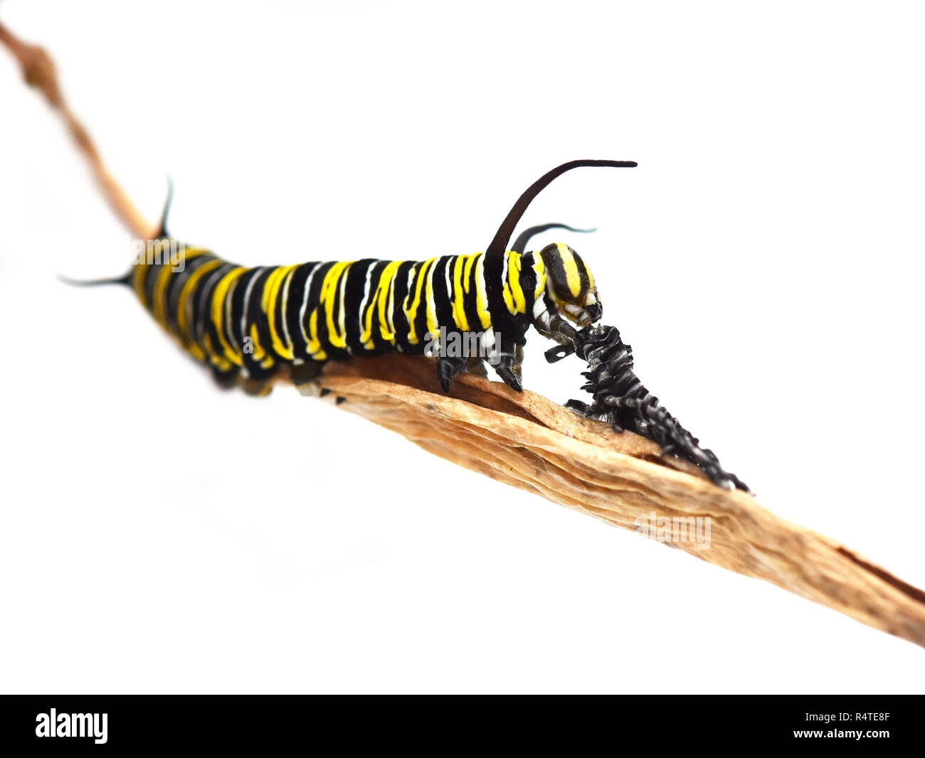 Monarch Butterfly Caterpillar Eating Its Own Larvae Skin Stock Photo Monarch Butterfly Caterpillar Eating Its Own Larvae Skin Stock Photo