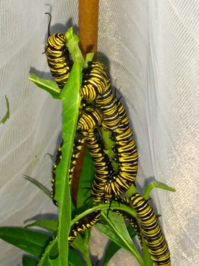 Monarch Butterfly Caterpillars Stock Photo Image Of Larvae Life Monarch Butterfly Caterpillars Stock Photo Image Of Larvae Life