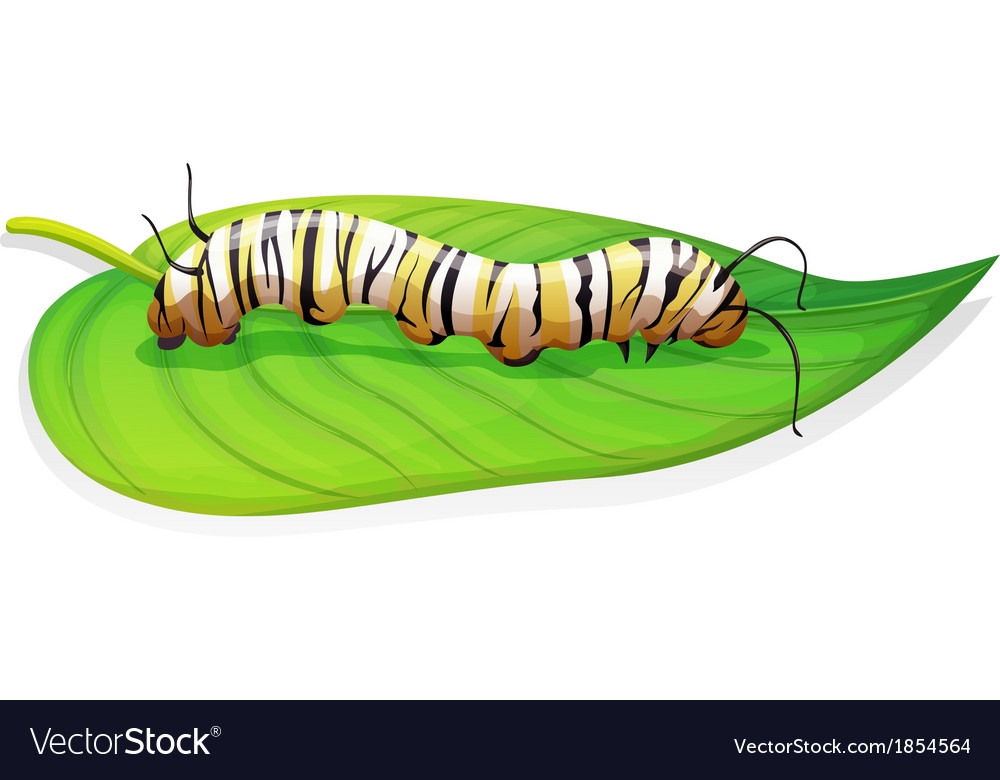Monarch Butterfly Danaus Plexippus Larva Stage Monarch Butterfly Danaus Plexippus Larva Stage