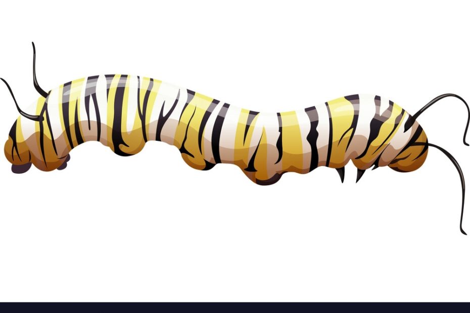 Monarch Butterfly Danaus Plexippus Larva Stage