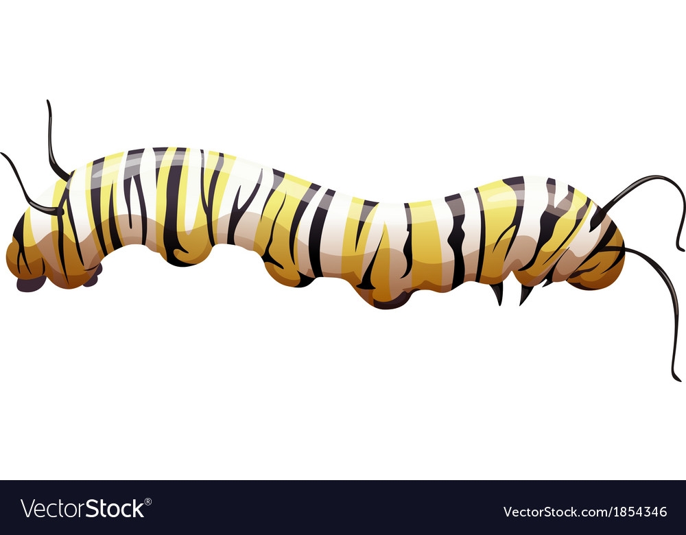 Monarch Butterfly Danaus Plexippus Larva Stage Monarch Butterfly Danaus Plexippus Larva Stage